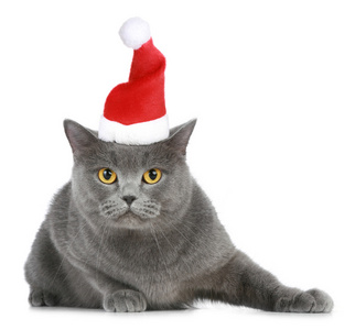 英国猫在红色的圣诞帽