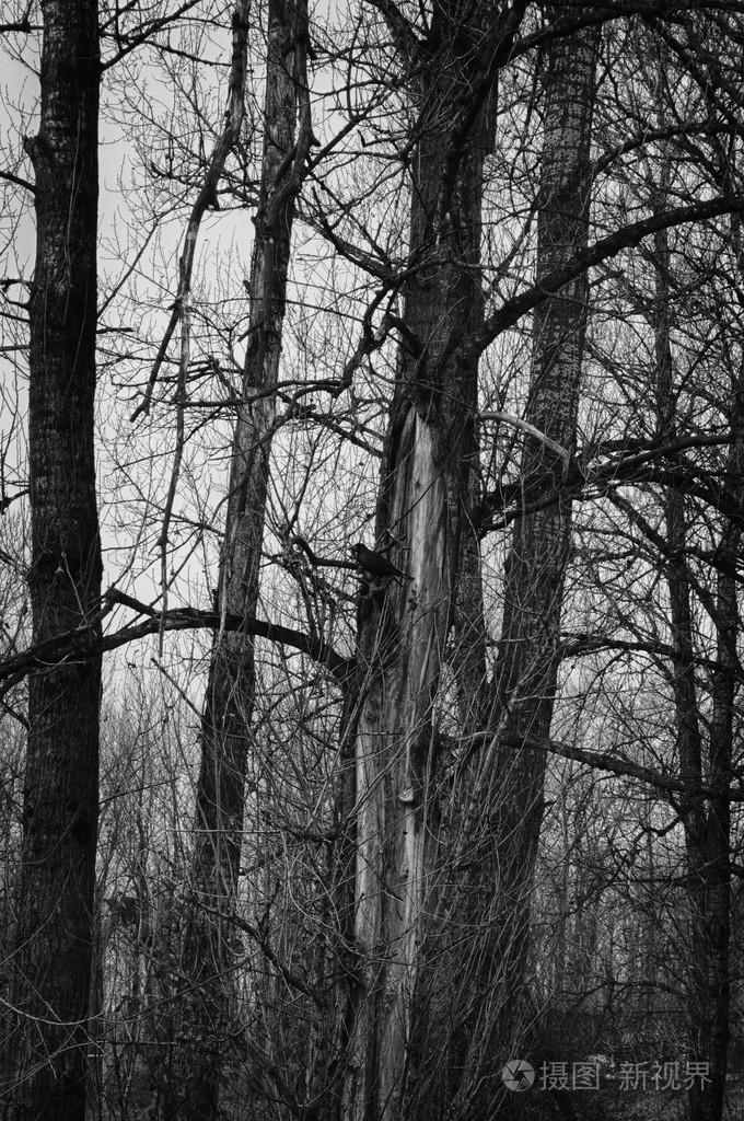 令人毛骨悚然的黑暗森林