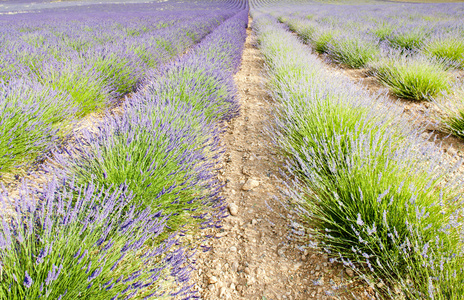 高原 de valensole，普罗旺斯，法国薰衣草田地