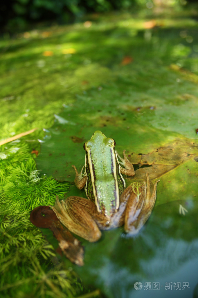 关闭的绿色背景的青蛙