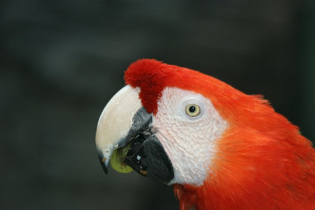 鹦鹉红蓝色金刚鹦鹉。在它的喙葡萄的肖像