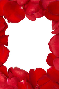 帧从孤立的红玫瑰花瓣