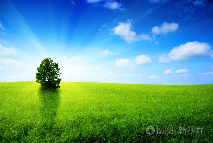 一棵树和太阳
