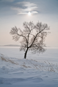 孤独冰冷树图片
