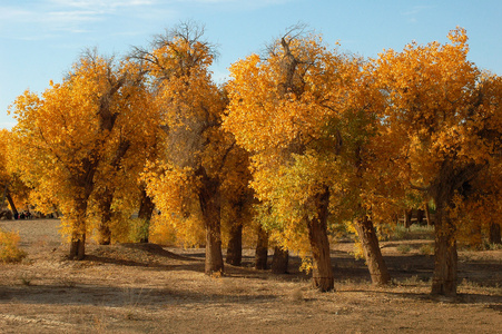 秋天的金树