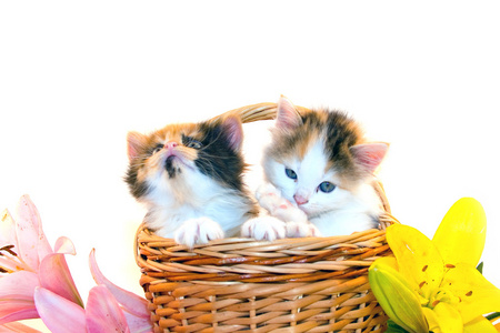 在一篮子和鲜花的小小猫
