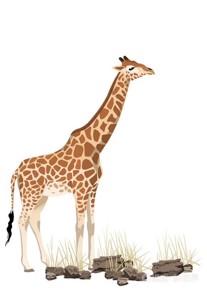 长颈鹿插画-正版商用图片196vhd-摄图新视界