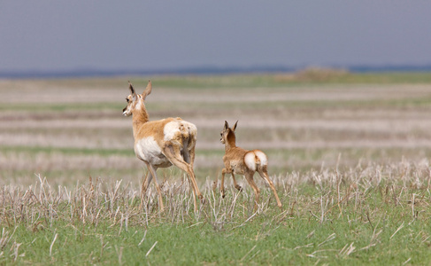 叉角羚和年轻的小鹿