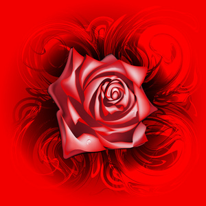红玫瑰，矢量插画 eps10