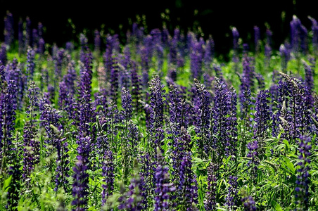  薰衣草田地