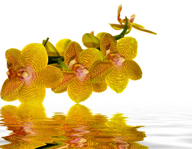 黄色和粉红色兰花反映在水中