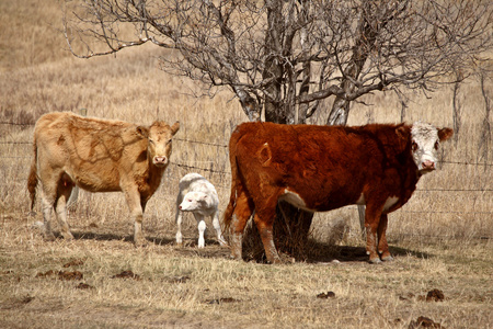 母牛和小牛在春季牧场