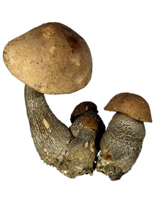 四个新鲜蘑菇上白色隔离