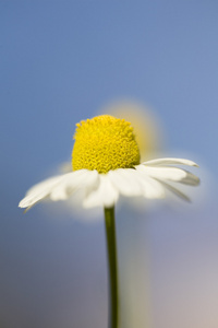 关闭了白色和黄色雏菊