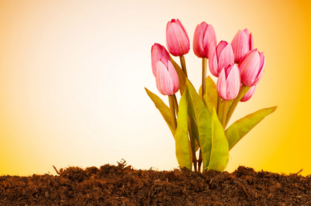 色彩缤纷的郁金香花生长在土壤中