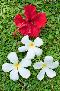 白色和红色的花朵