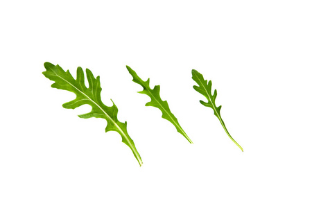 ruccola 叶子