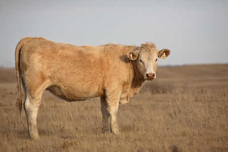 带标记的母牛在牧场