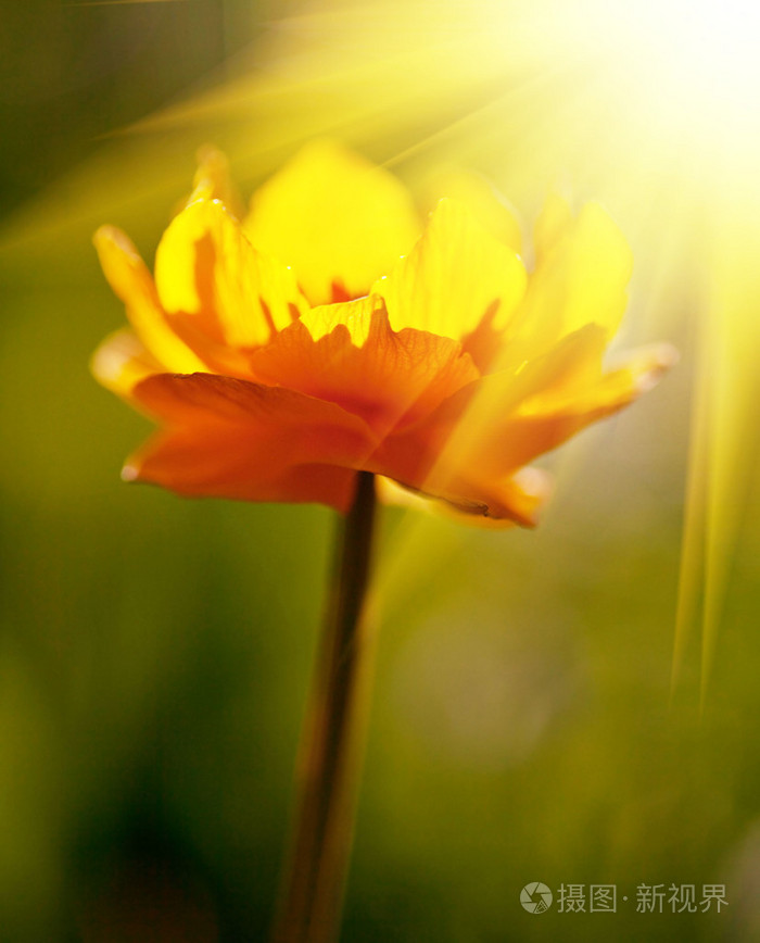 花儿在阳光明媚的光线