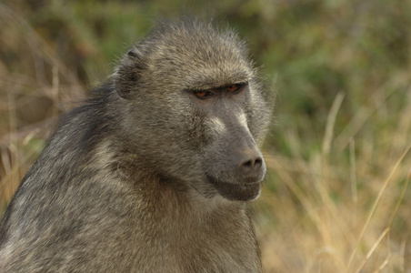 南非大狒狒