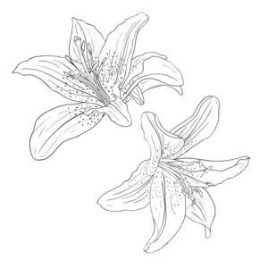 花卉设计元素及手绘插图