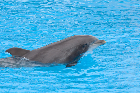 海豚 dolpin