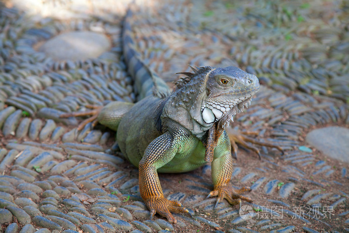 年轻的绿鬣蜥
