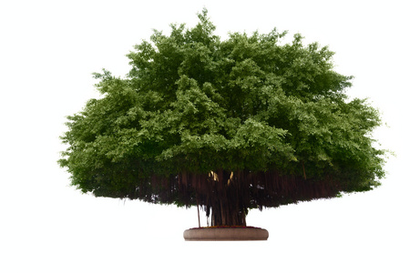 气生根在白色背景上的大榕树照片