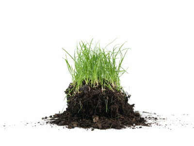 草绿盐角草图片