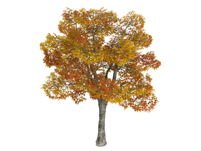 二球悬铃木图片