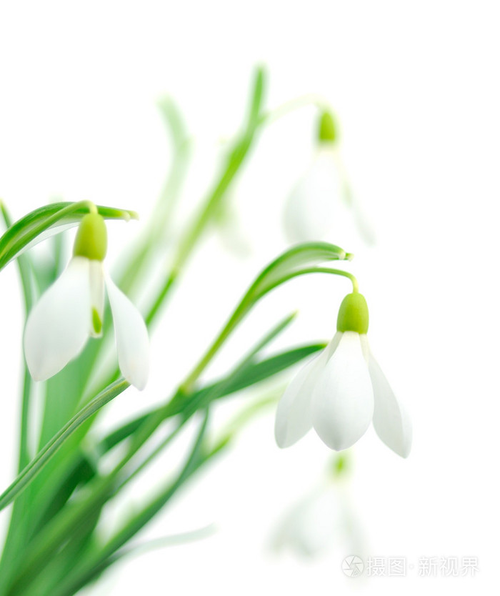 白色背景上的雪莲花花莲