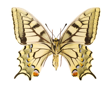 凤蝶 machaon