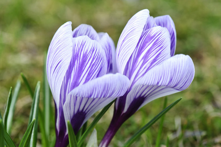 番红花特写图片