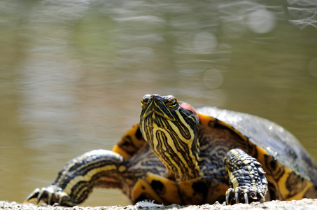 佛罗里达州龟