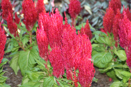 Cockscom bCelosia Cristina