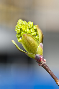 春季种植芽