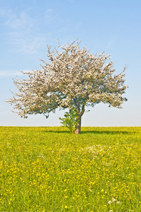 苹果树开花