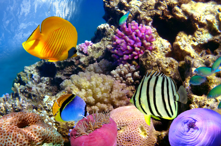 珊瑚礁和热带鱼在红海