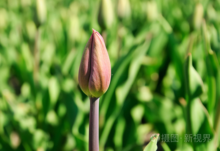 郁金香芽