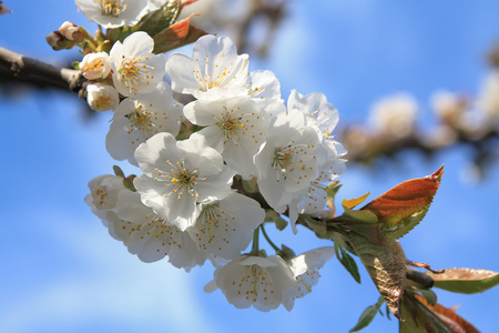 樱桃花