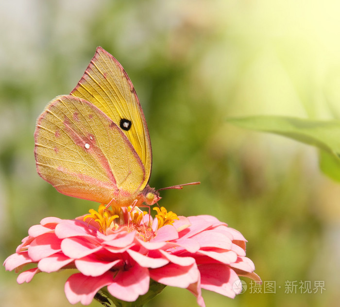 明亮苜蓿蝴蝶，colias eurytheme