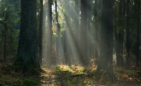 日出时的 bialowieza 森林朦胧秋针叶林立场
