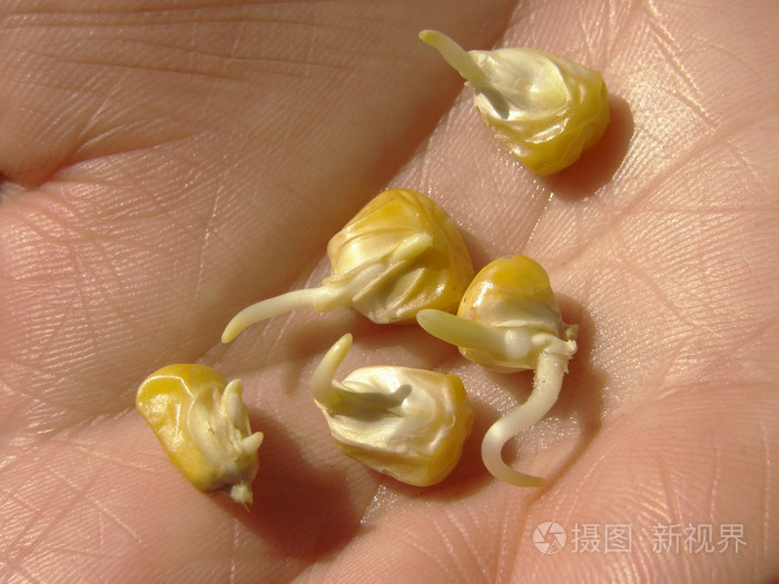玉米种子芽苗菜