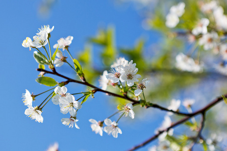 樱花