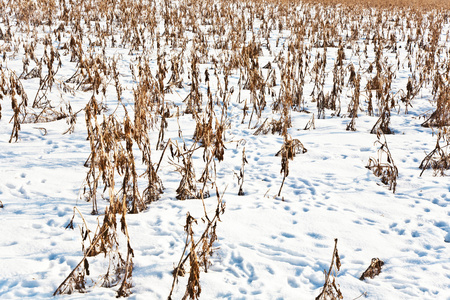 英亩覆盖着雪和从最后收获玉米