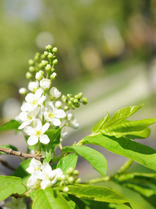 桃花苹果树