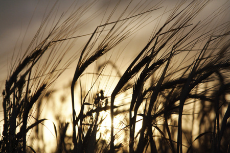 在夏天成熟的小麦
