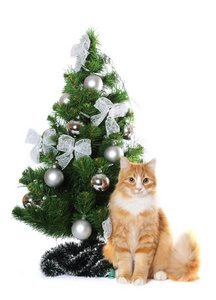 只毛绒绒的猫下的 cristmas 树上白色隔离