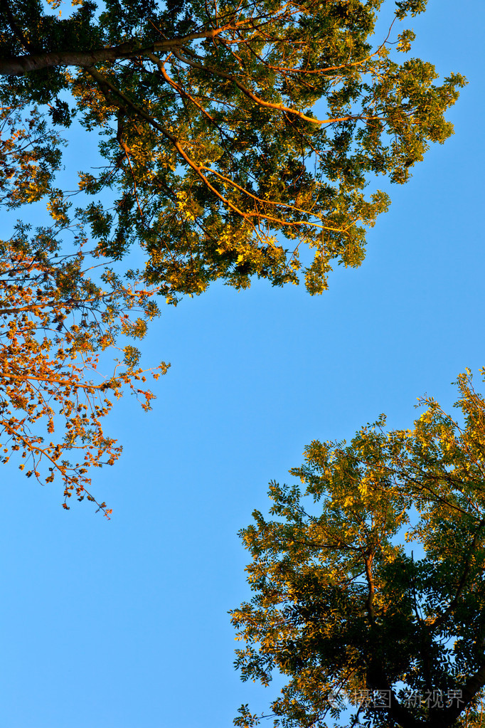 冠的树与多彩的树叶和湛蓝的天空