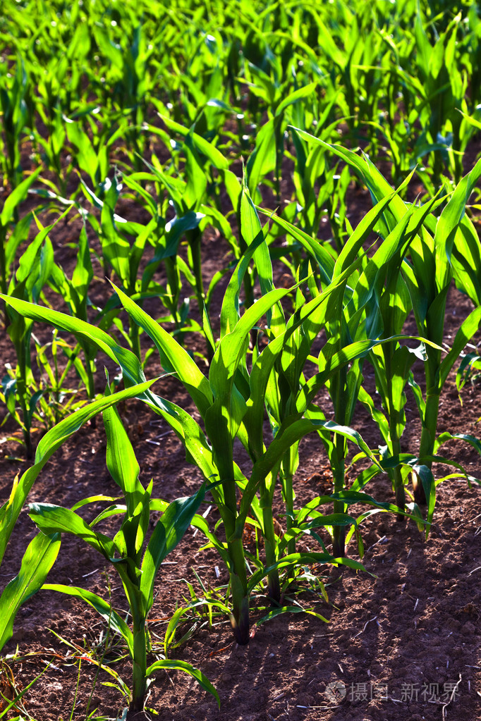 在夏季生长在该字段中的甜玉米